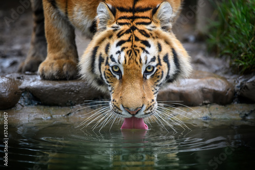 Close up Siberian or Amur tiger drinking water from lake