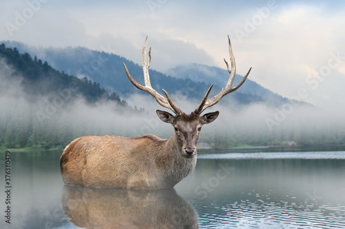 Beautiful deer stag swimming in lake on mountain landscape with fog