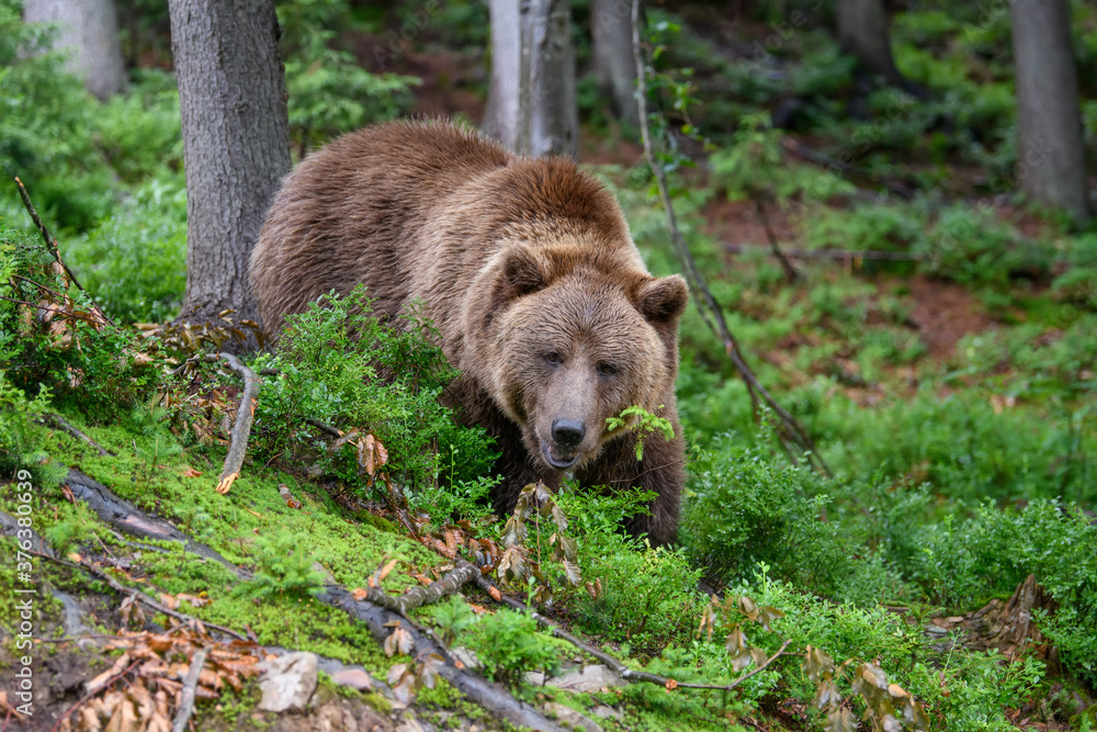 Wild adult Brown Bear ( Ursus Arctos ) in the summer forest Wild adult Brown Bear ( Ursus Arctos ) in the summer forest
