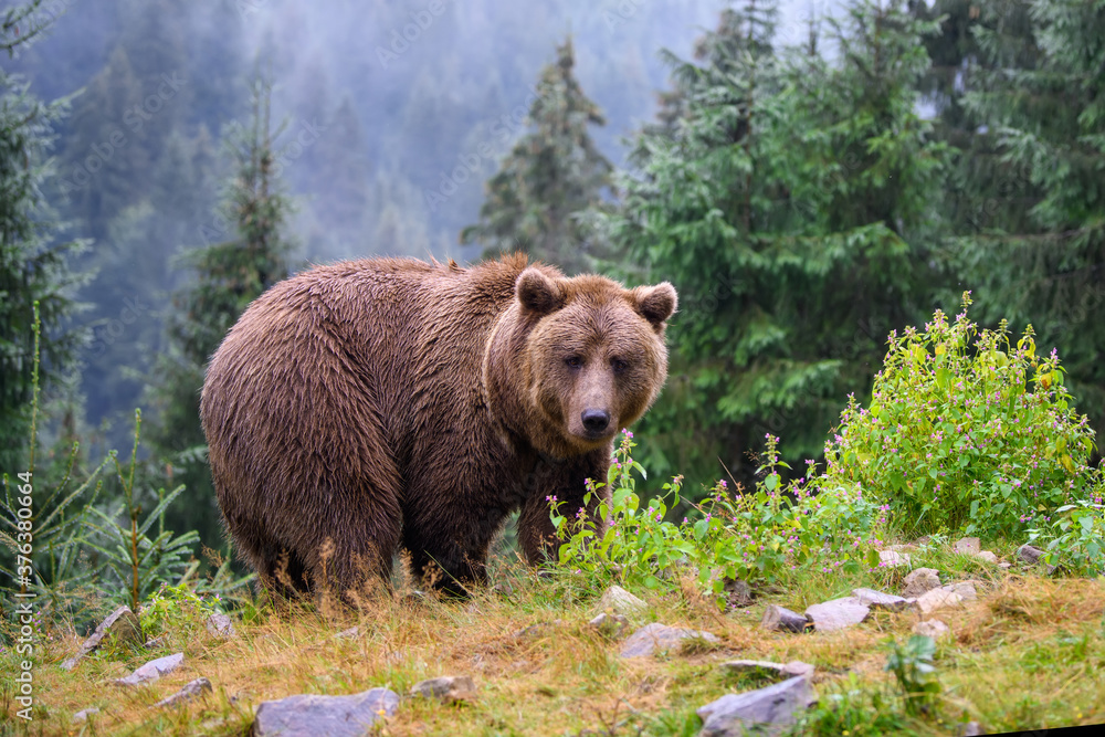 Wild adult Brown Bear  (Ursus Arctos) in the summer forest