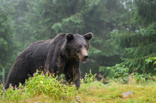 Wild adult Brown Bear  (Ursus Arctos) in the summer forest © byrdyak