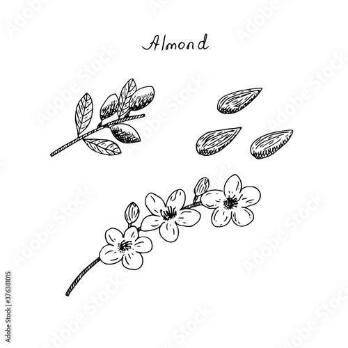 Set of cliparts almond twigs, flowers and nuts, vector illustration, hand drawing