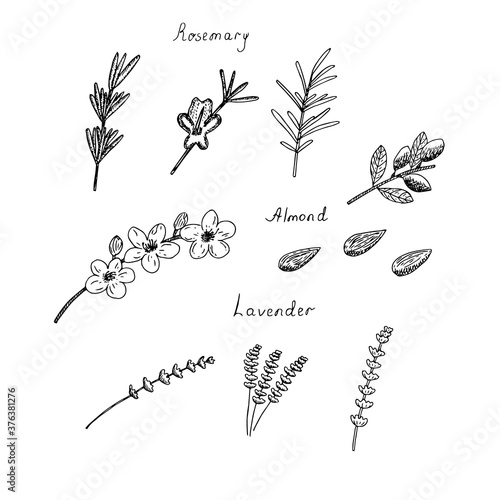 Set of cliparts rosemary, lavender and almond twigs, flowers and nuts, vector illustration, hand drawing