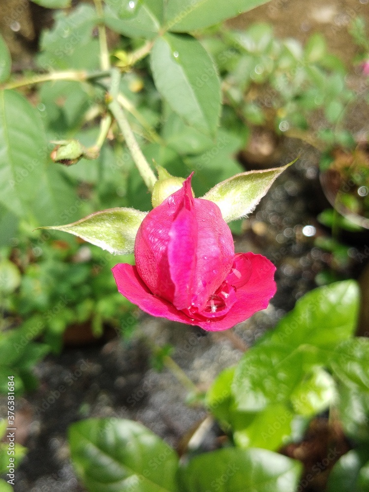 pink rose with water drops