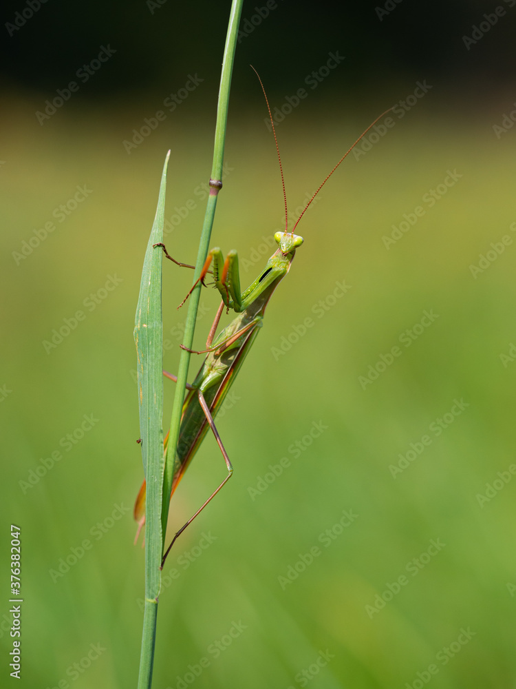 Praying mantis (Mantis religiosa) on blade of grass Praying mantis (Mantis religiosa) on blade of grass