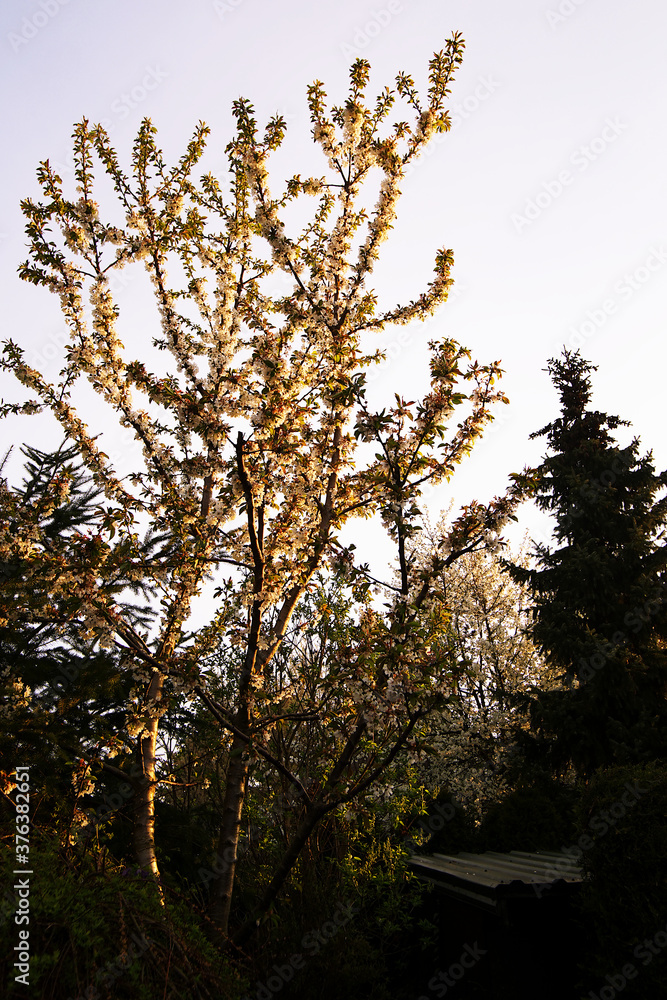 Fototapeta premium flowers on cherry branches at sunrise