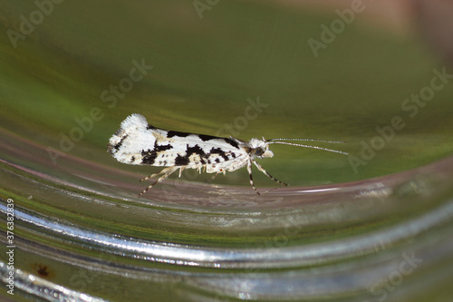 Ypsolopha sequella, a moth of the family Ypsolophidae on glass. Photo: Bergen, Netherlands June photo