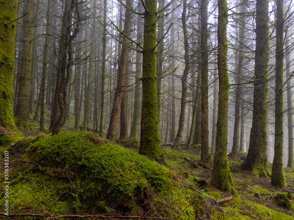 Fototapeta premium Frosty foggy woodland scene