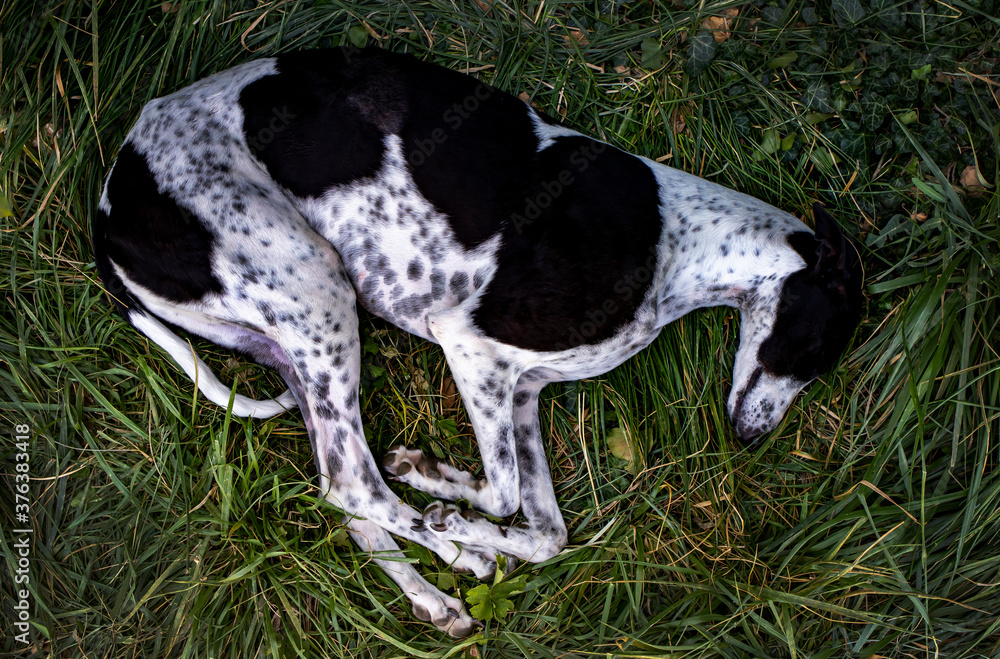 Greyhound is resting on green grass in the garden. Top view. 
Dog on the grass.