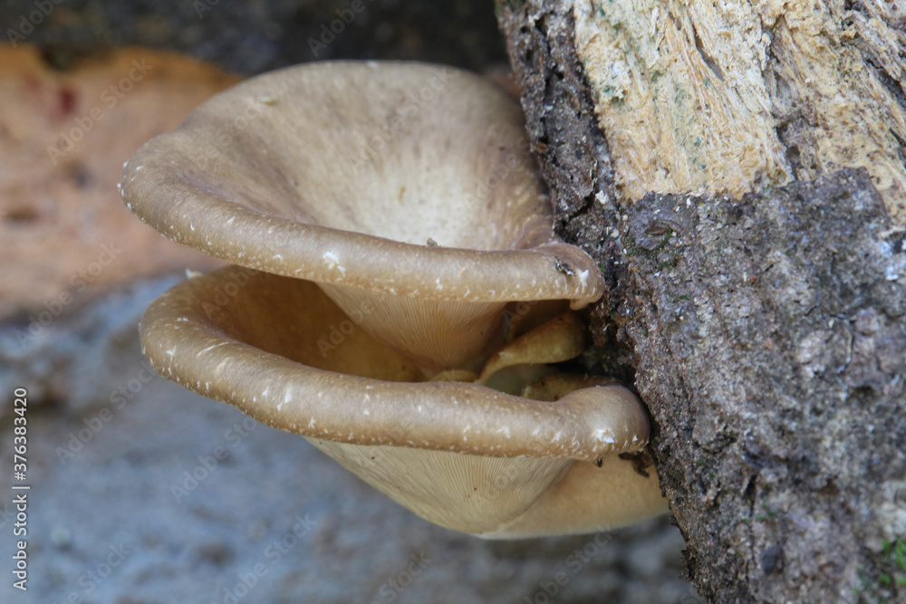 Fungi on dead wood trunk. Tropical Mushroom. Closeup view