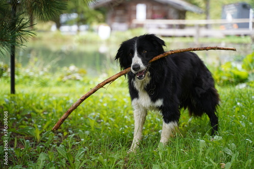 A border collie cross Labrador working dog carrying a stick