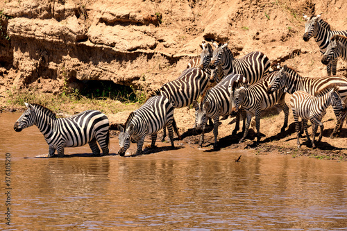  Masai Mara  Zebras vor der   berqueerung des Flusses Mara  gro  e Migration. 