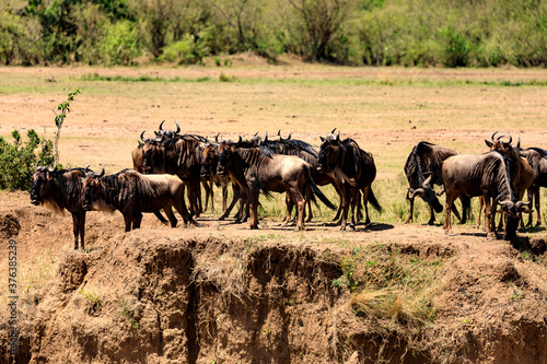 Great Migration am der Masai Mara, Gnus am Fluss warten, Kenia.
