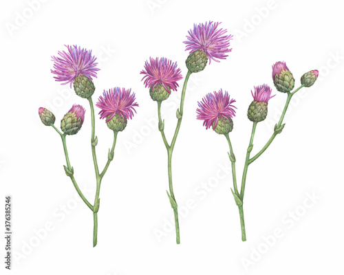 Wallpaper Mural Set of the  field thistle flower ( Cirsium arvense, creeping thistle, way thistle, small-flowered)