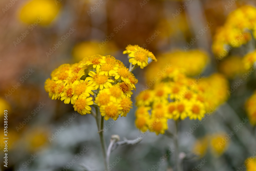 abundance of flowering wildflowers on a summer sunny day. Selective focus abundance of flowering wildflowers on a summer sunny day. Selective focus