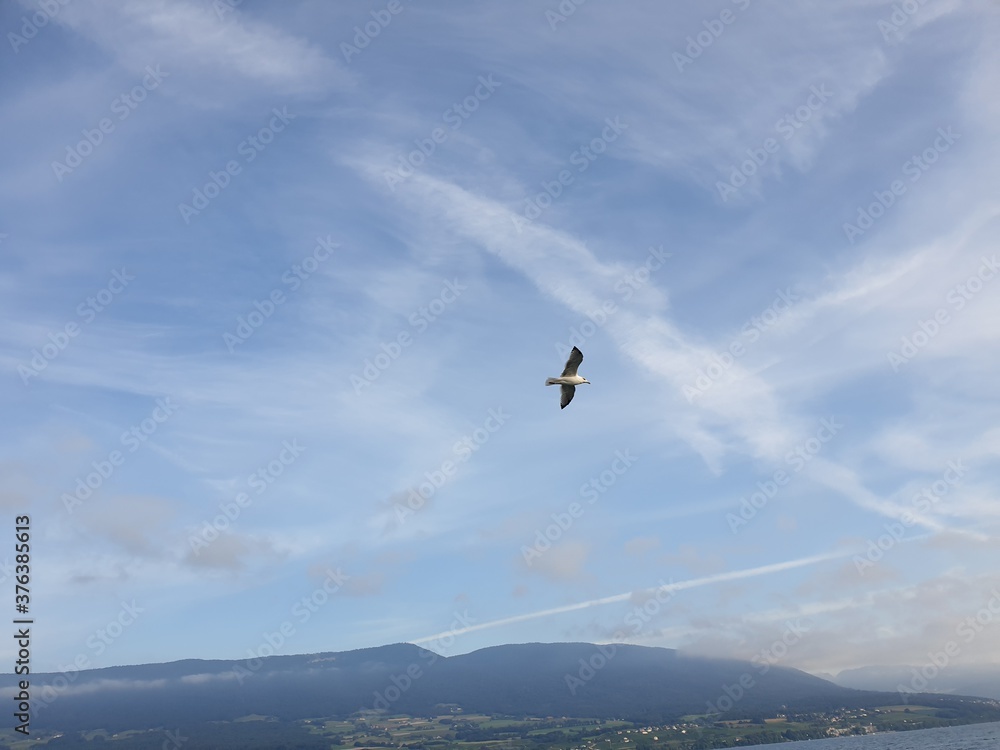 Goeland sur le Lac de Neuchâtel