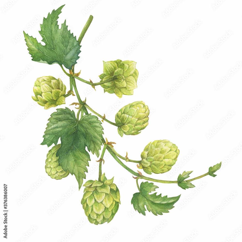 Closeup of a branch of the fresh green hop (Humulus lupulus) for use by the brewing industry. Watercolor hand drawn painting illustration isolated on white background. Closeup of a branch of the fresh green hop (Humulus lupulus) for use by the brewing industry. Watercolor hand drawn painting illustration isolated on white background.