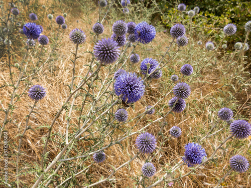 Flowers of blue thistle bloom in meadow. Flower heads of Echinops, Blue Thistle or milk thistle, Echinops spinosissimus Turra is European plant species in thistle family in family of sunflower photo
