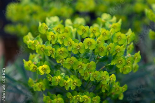close up of a green plant