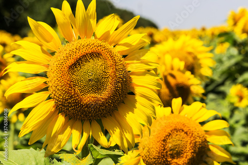 Agriculture. A blossoming sunflower flower on the farm field. Natural summer background of a bright field of sunflowers. Oil seed culture is grown on a rural field. Selective focus
