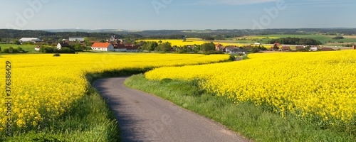 rapeseed canola or colza field with rural road