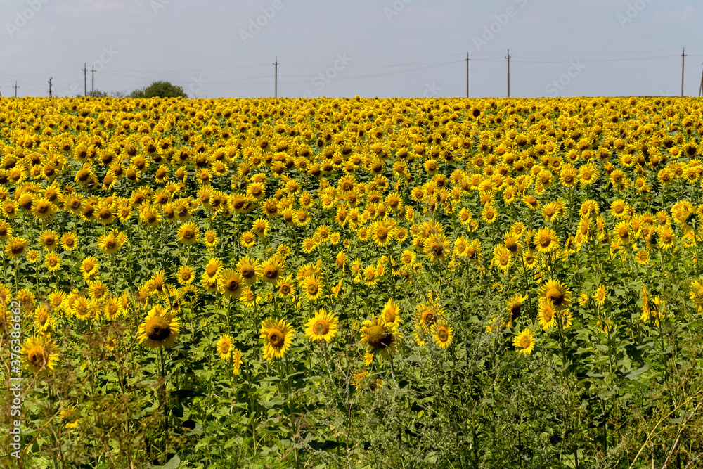 Fototapeta premium Agriculture. A blossoming sunflower flower on the farm field. Natural summer background of a bright field of sunflowers. Oil seed culture is grown on a rural field. Selective focus
