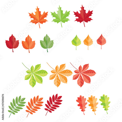 set of autumn leaves of different colors, isolated object on white background, vector illustration,