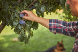 Caring gardener checking out plums on a tree
