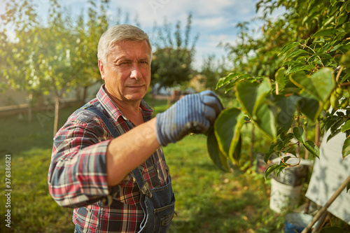 Senior gentleman working in his fruit orchard
