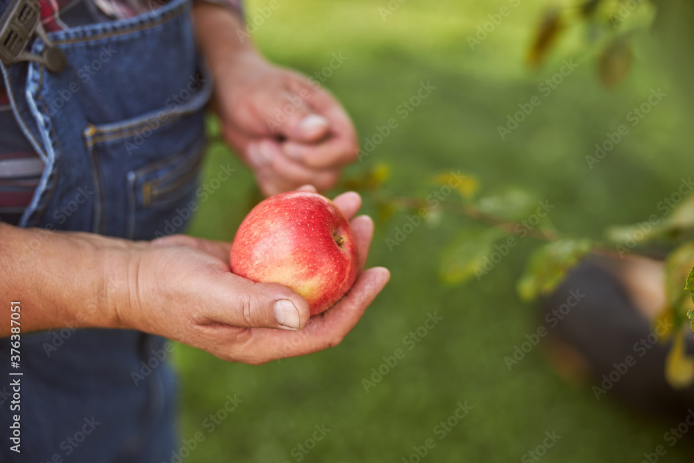 Fresh ripe red apple in hand of a gardener Fresh ripe red apple in hand of a gardener