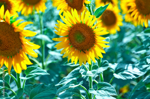 bright sunflower field  a beautiful landscape on a summer day