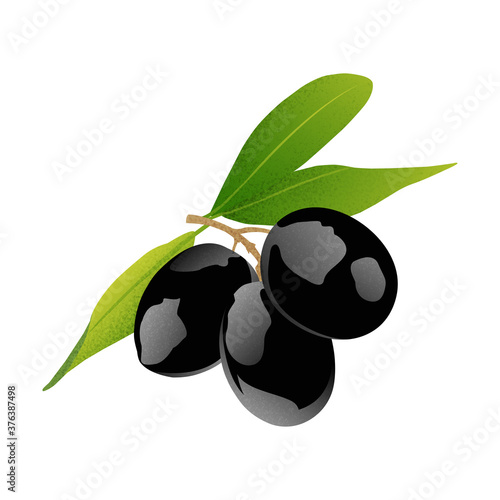 three black olive fruits on a branch with leaves isolated on white background