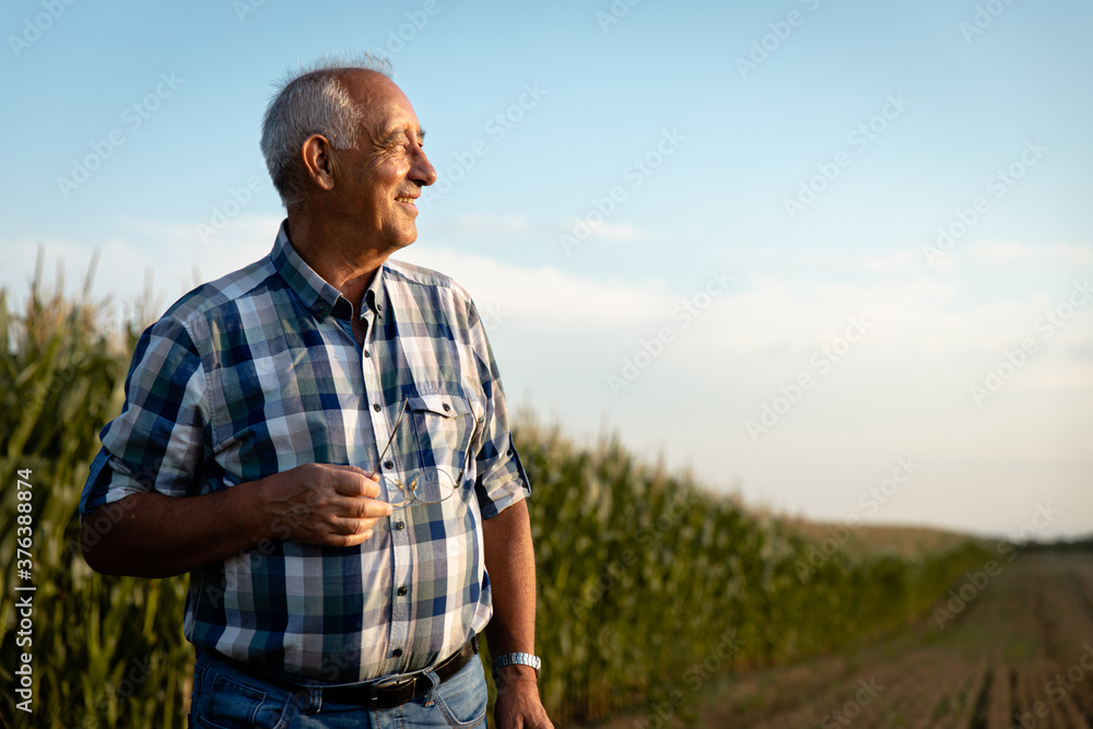 Portrait of senior farmer standing in corn field examining crop at sunset. Portrait of senior farmer standing in corn field examining crop at sunset.