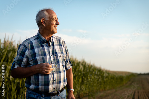 Portrait of senior farmer standing in corn field examining crop at sunset.