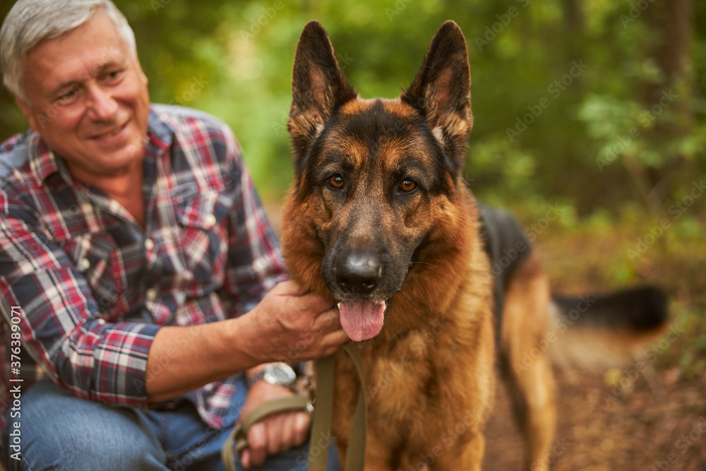Aging man posing with his german shepherd in the woods Aging man posing with his german shepherd in the woods