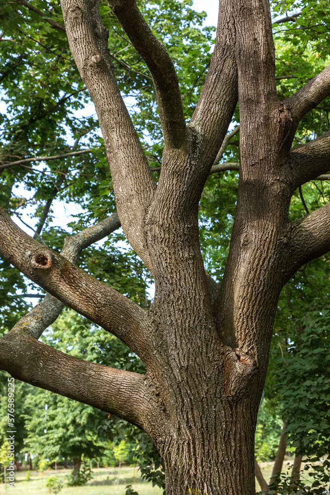 An old large tree branch. Oak grows in the forest, a powerful big trunk with branches and a hollow