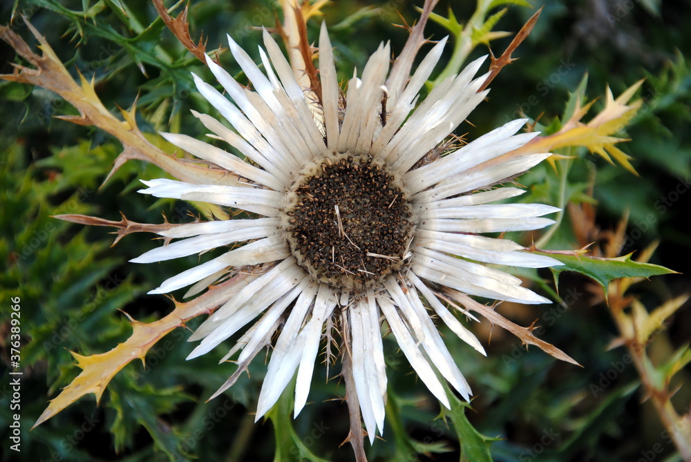 Close up of white flower head of a stemless silver thistle (Carlina acaulis) Close up of white flower head of a stemless silver thistle (Carlina acaulis)