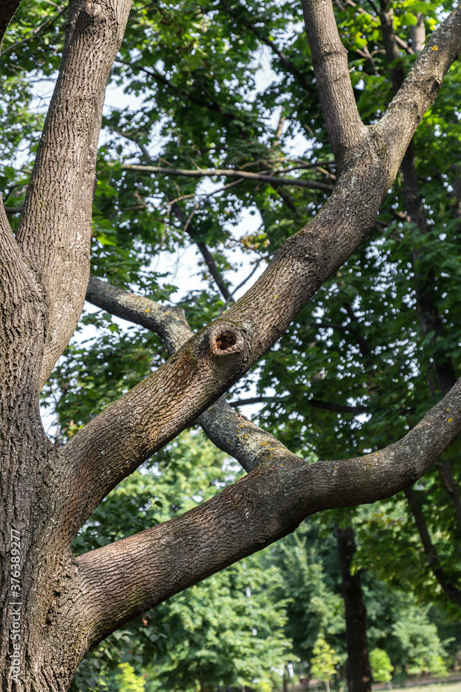 An old large tree branch. Oak grows in the forest, a powerful big trunk with branches and a hollow An old large tree branch. Oak grows in the forest, a powerful big trunk with branches and a hollow