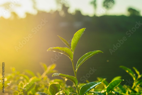 Sunrise in the morning with young tea leaves with raindrops
