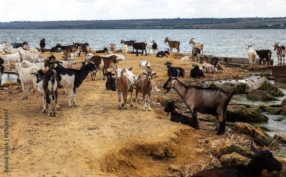 Obraz premium A herd of goats is saved from the heat on the spit of the lake shore. Farm animals, goats on the burnt bank of the lake before the rain. A farm of a herd of goats on the river bank