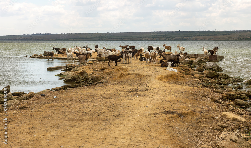 A herd of goats is saved from the heat on the spit of the lake shore. Farm animals, goats on the burnt bank of the lake before the rain. A farm of a herd of goats on the river bank A herd of goats is saved from the heat on the spit of the lake shore. Farm animals, goats on the burnt bank of the lake before the rain. A farm of a herd of goats on the river bank