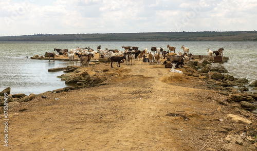 Fototapeta Naklejka Na Ścianę i Meble -  A herd of goats is saved from the heat on the spit of the lake shore. Farm animals, goats on the burnt bank of the lake before the rain. A farm of a herd of goats on the river bank