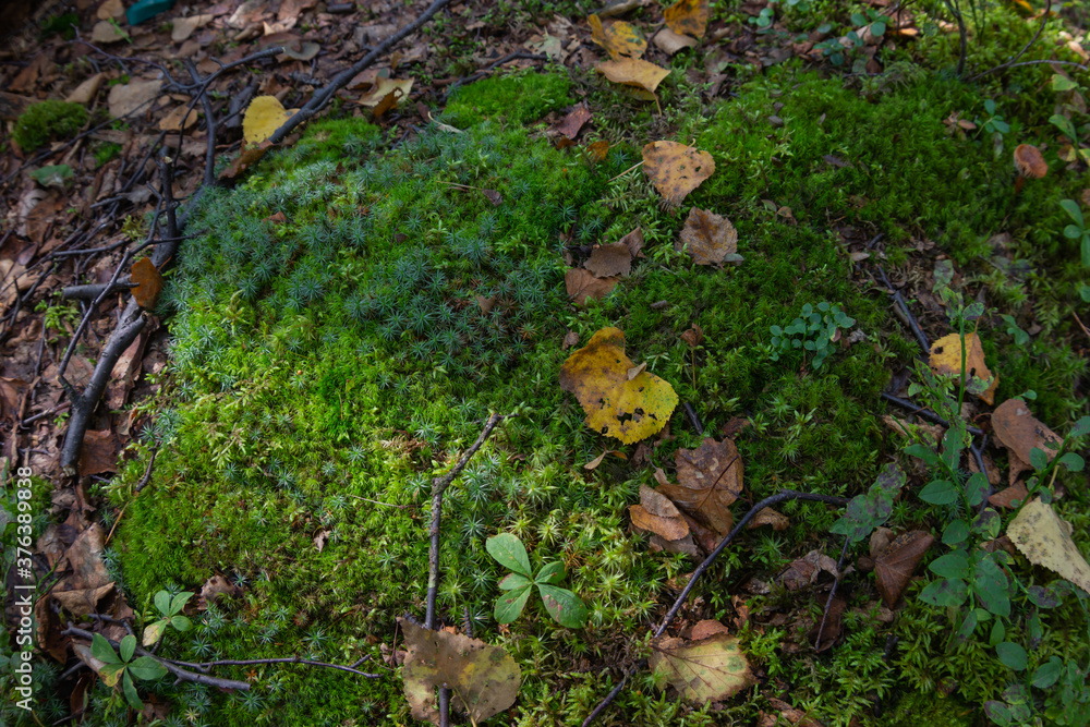 Green moss texture on which yellow leaves lie Green moss texture on which yellow leaves lie