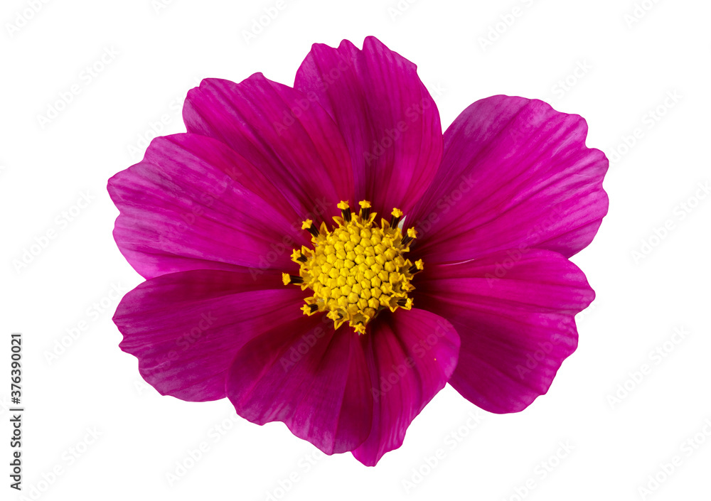 Isolated beautiful purple flower on a white background.