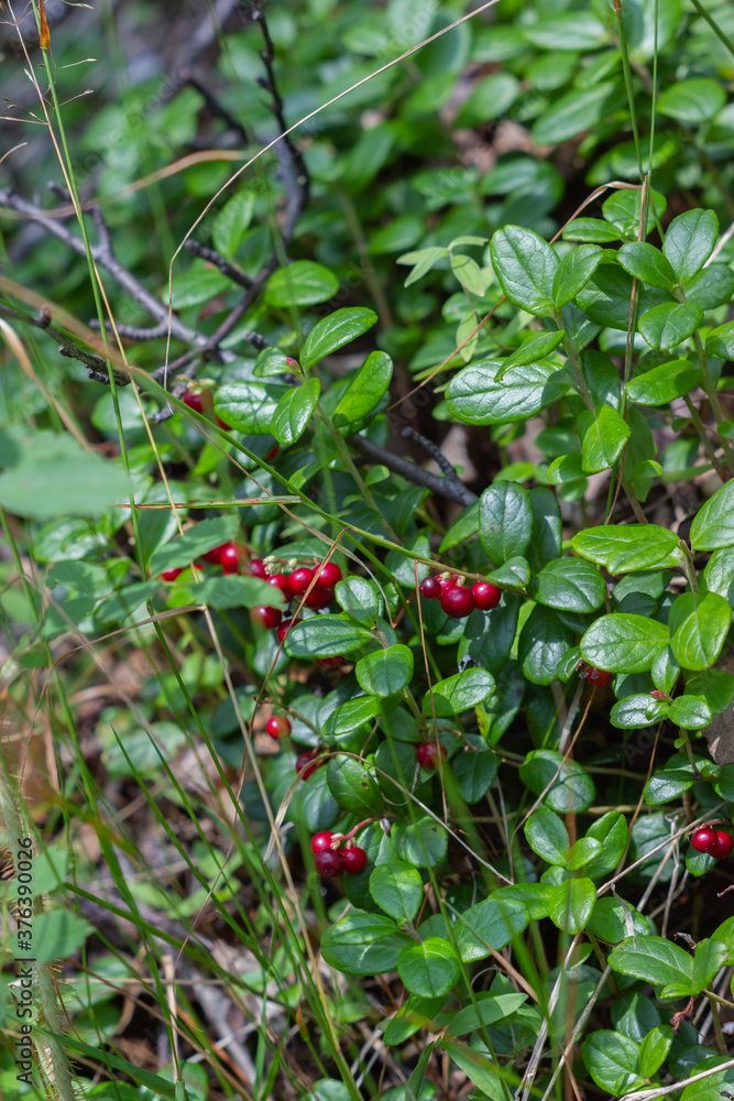 Young lingonberry on a background of green nature.
