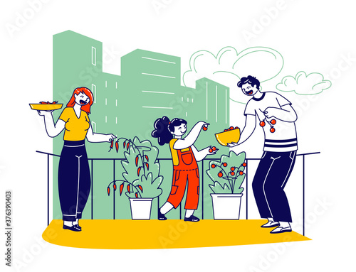 Happy Family Harvesting on Balcony Garden. Mother, Father and Little Daughter Collecting Crop of Chili and Tomatoes