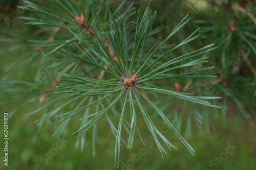 pine branch with pine needles closeup