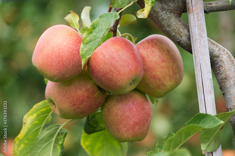 Obraz premium Belles pommes appétissantes 