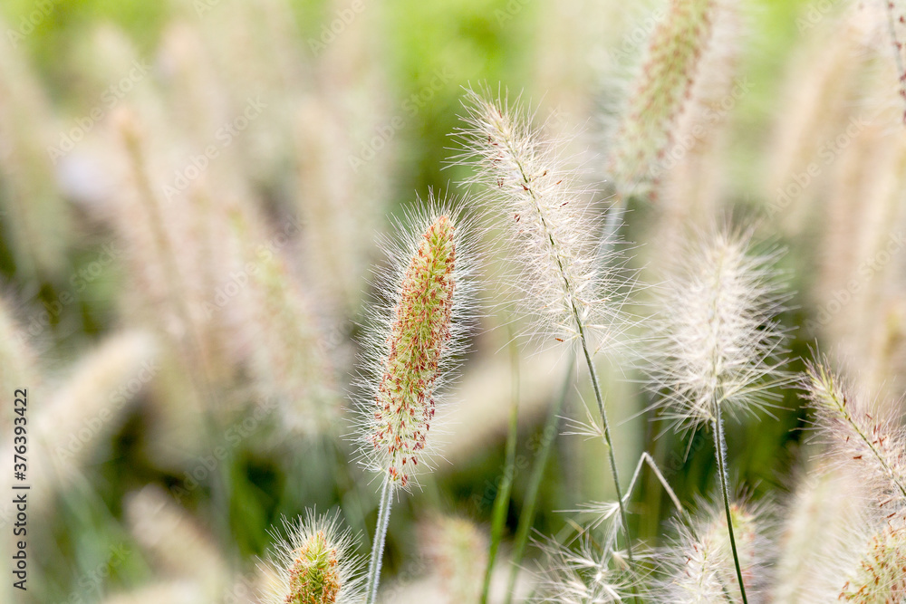 Obraz premium Dry yellow and green spikelets, green grass in the background. Panicle of tufted perennial grass common in lowland British grassland including verges and meadows