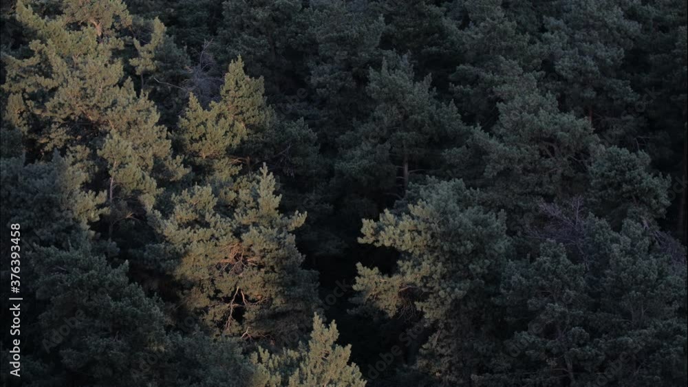 Coniferous forest time-lapse. View from above. The rays of the chilling sun fall on the treetops. Coniferous forest time-lapse. View from above. The rays of the chilling sun fall on the treetops.